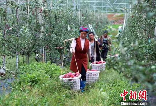 四川盐源：“金苹果”串起果农致富链