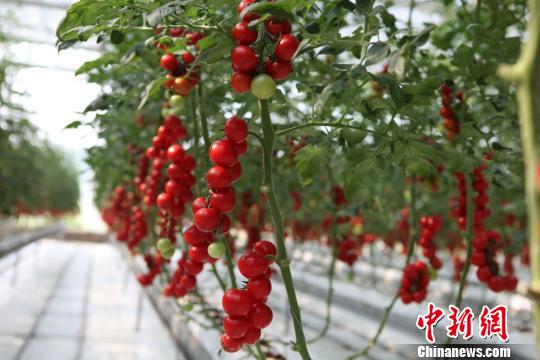 四川泸州举行“江之阳”蔬菜品赏会_打造优秀农业品牌