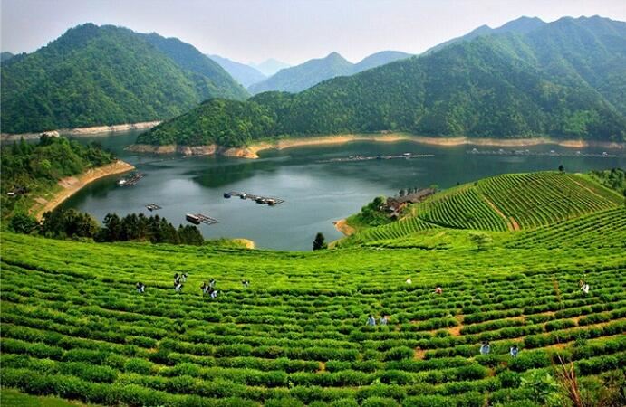 湖南3年一届打造世界黑茶产业第一盛会“安化黑茶文化节” 湖南3年一届打造世界黑茶产业第一盛会“安化黑茶文化节”