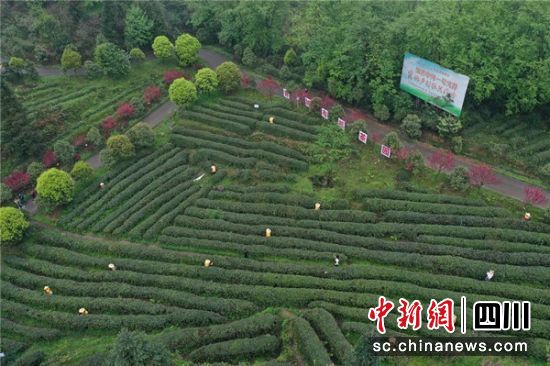 第十五届大青城三月三网络采茶节开幕 线上销售额超180万元