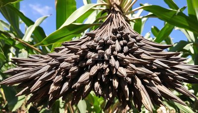 马达加斯加启动香草行业复兴计划