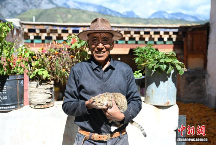 四川乡城：敬猫文化融日常　“香巴拉猫”焕新生