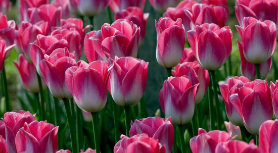 马达加斯加姑娘游历上海花展