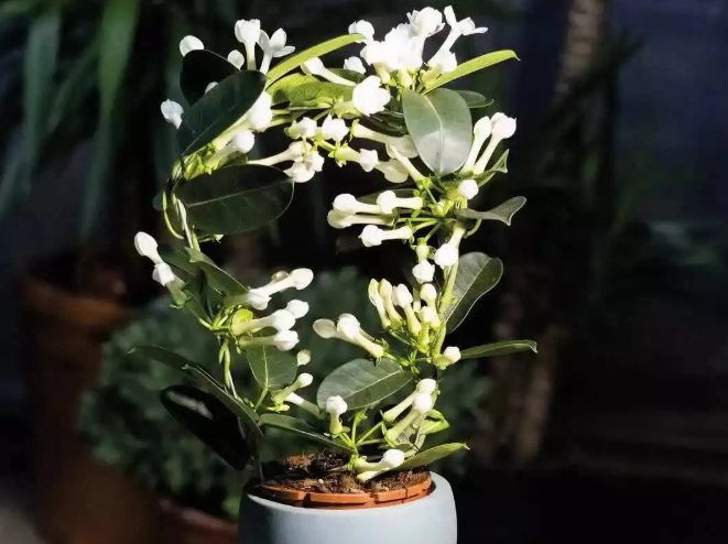 马达加斯加茉莉花朵洁白且芳香