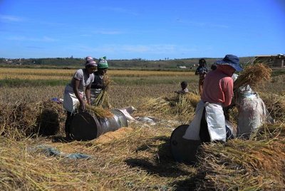 中国杂交水稻在马达加斯加的深耕之路